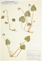 藏品(堇菜屬)的圖片